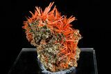 Attractive, Bright Orange Crocoite Crystal Cluster - Tasmania #182742-3